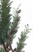 33" Soft-Touch Artificial Mixed Juniper, Fern & Berry Stem -Green/Blue (Pack of 12) - A-232700
