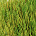 30"x20"x6" Mexican Grass Artificial Mat -Green/Tan - A-50366