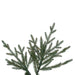 14'Hx88"W PE Slim Itasca Fraser Artificial Christmas Tree, Unlit -Green - A110295