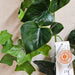9' Outdoor UV-Proof Artificial English Ivy Garland -Green (Pack of 6) - A144250
