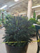 37" Outdoor UV-Proof Artificial Taxus Yew Plant -Green - A200