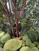 37" Outdoor UV-Proof Artificial Taxus Yew Plant -Green - A200