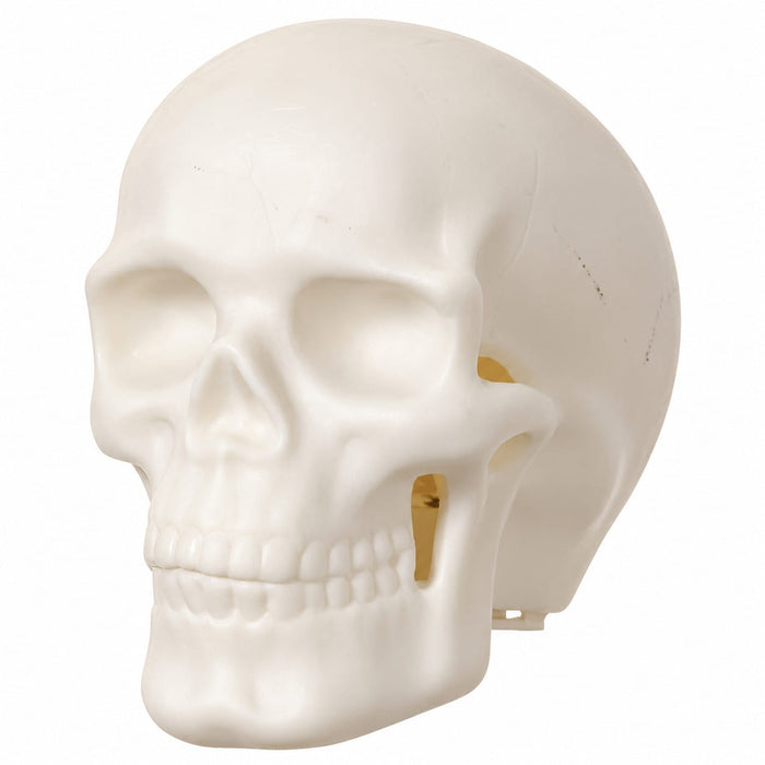 2.9" Battery Operated Halloween Skull With Light -Cream (Pack of 6) - AFZ454-CR