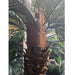 9' Custom-Made Outdoor UV-Proof Large Artificial Sago Cycas Palm Tree -36 Fronds -Green - AP-82509