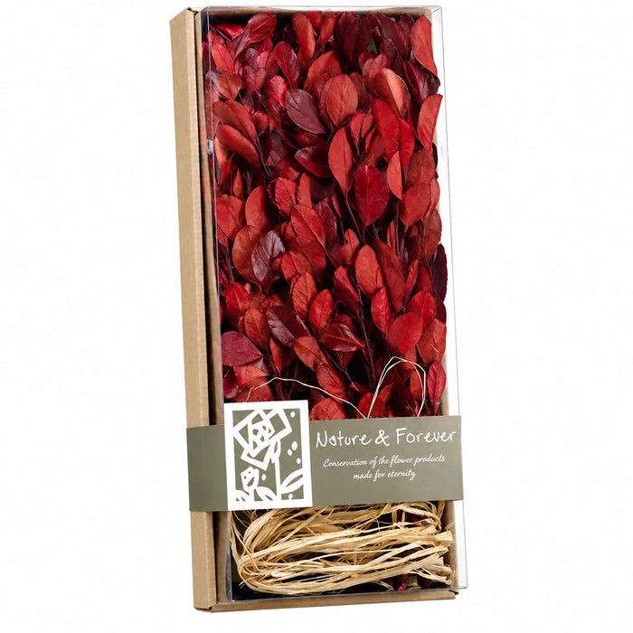 17"x7" Preserved Assorted Tea Leaf In Box -Red (Pack of 4) - APS098-RE