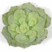 7"HX7"W IFR Artificial Echeveria Stem -Flocked Green (Pack of 12) - AR11155-0GR