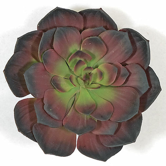 7"HX7"W IFR Artificial Echeveria Stem -Burgundy/Green (Pack of 12) - AR11155-6BU