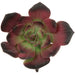 6"HX6"W IFR Artificial Echeveria Stem -Burgundy/Green (Pack of 12) - AR11156-6BU
