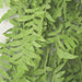 35" IFR Artificial Curly Fern Leaf Hanging Plant -Light Green (pack of 6) - AR151090