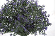 14.5" IFR Artificial Plastic Verbena Cluster Flower Bush -Purple (pack of 12) - AR170800