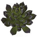7"HX6"W IFR Artificial Echeveria Stem -Purple/Green (Pack of 12) - AR175110