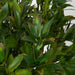 24" IFR Magnolia Leaf Artificial Plant -Green/Red - AR175300