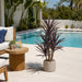 4'5" Outdoor UV-Resistant Artificial Yucca Tree w/Pot -Burgundy - AUV102110