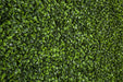 103"x51" UV-Resistant Outdoor Artificial Boxwood Mat Roll -2 Tone Green - AUV180080