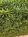 72"Hx48"Wx10"D Outdoor UV-Resistant Artificial Taxus Baccata Topiary Hedge -Green - AUV185770
