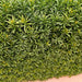 24"Hx48"Wx10"D Outdoor UV-Resistant Artificial Taxus Baccata Topiary Hedge -Green - AUV-185780