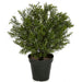 2' Outdoor UV-Resistant Artificial Podocarpus Ball-Shaped Topiary w/Pot -Green - AUV197080