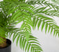 30"Hx48"W Outdoor UV-Resistant Artificial Alsophila Fern Leaf Plant w/Pot -Green - AUV-197350
