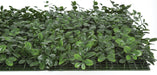 24"x24"x2" Outdoor UV-Resistant Artificial Creeping Indigo Leaf Mat -Green (Pack of 2) - AUV-200520