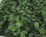 24"x24"x2" Outdoor UV-Resistant Artificial Creeping Indigo Leaf Mat -Green (Pack of 2) - AUV-200520