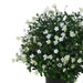 21" Outdoor UV-Resistant Artificial Baby's Breath Flower Plant w/Pot -White/Cream (Pack of 2) - AUV-250275