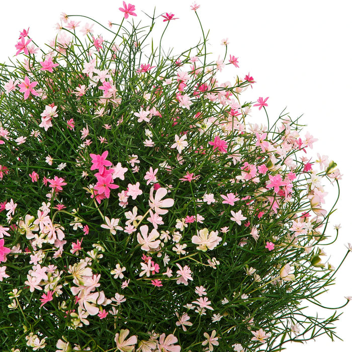 19" Outdoor UV-Resistant Artificial Baby's Breath Flower Plant w/Pot -2 Tone Pink (Pack of 2) - AUV-250285