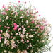 19" Outdoor UV-Resistant Artificial Baby's Breath Flower Plant w/Pot -2 Tone Pink (Pack of 2) - AUV-250285