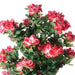 44" Multi Vine Trunk Azalea Flower Silk Tree w/Pot -Pink - SAFB269TT