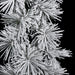30" Flocked Artificial Long Needle Pine Wreath -Green/White (Pack of 2) - C180150
