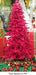 5'Hx33"W Snowed Valentino Tinsel Red LED-Lighted Artificial Christmas Tree w/Stand -Red - C201539