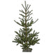 3'6"Hx25"W PE Dawson Fir Artificial Tree w/Base -Green - C180480