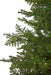 12'Hx77"W PE Layered Rosemary Pine Artificial Christmas Tree, Micro LED Pre-Lit -Green - C220344