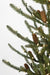 9'Hx58"W PE Siberian Blue Spruce & Pinecone LED-Lighted Artificial Christmas Tree w/Stand -Green - C-230514