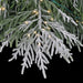 9'Hx71"W PE Flocked Norfolk Pine Artificial Christmas Tree, Micro LED Pre-Lit (Warm White, Multi-Mode) -White/Green - C-250554