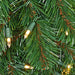 6'Hx28"W Slim Virginia Pine Artificial Christmas Tree, Pre-Lit -Green - C84801