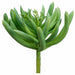 5.5" Real Touch Spike Aeonium Artificial Stem -Green/Frosted (Pack of 24) - CA1019-GR/FS