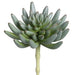 6"Hx3.5"W Real Touch Spike Aeonium Artificial Stem Pick -Green/Gray (Pack of 12) - CA1468-GR/GY
