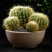 7"Hx3"W Barrel Cactus Artificial Stem Pick -Green (pack of 24) - CC2141-GR