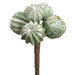 6" Barrel Cactus Artificial Stem Pick -Green/Gray (pack of 12) - CC2151-GR/GY
