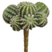 5.5" Barrel Cactus Artificial Stem Pick -Green (Pack of 12) - CC2152-GR