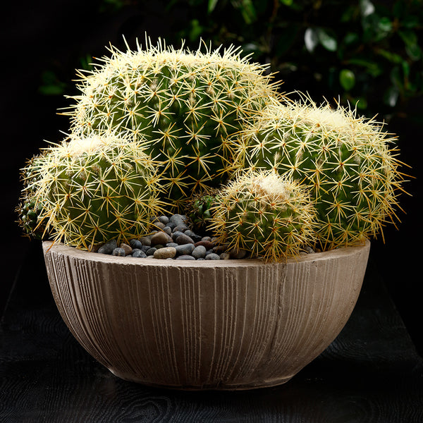 7" Barrel Cactus Artificial Stem Pick -Green (Pack of 24) - CC2159-GR