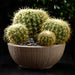 7" Barrel Cactus Artificial Stem Pick -Green (Pack of 24) - CC2159-GR