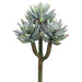 8" Mini Artificial Agave Stem Pick -Green/Frosted (pack of 12) - CC8775-GR/FS