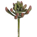 7" Dudleya Artificial Plant -Green/Burgundy (pack of 12) - CD1106-GR/BU