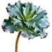 10" Artificial Ruffled Echeveria Stem Pick -Green/Burgundy (pack of 6) - CE1130-GR/BU