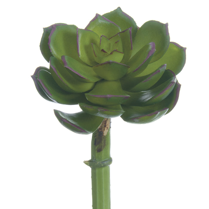 5"Hx2.5"W Real Touch Echeveria Artificial Stem Pick -Green/Plum (Pack of 24) - CE8227-GR/PL