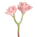 9.5" Artificial Aeonium Stem Pick -Blush (Pack of 12) - CK1051-BS