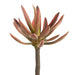 9.5" Agave Cactus Artificial Stem Pick -Coral/Green (Pack of 6) - CKA085-CO/GR