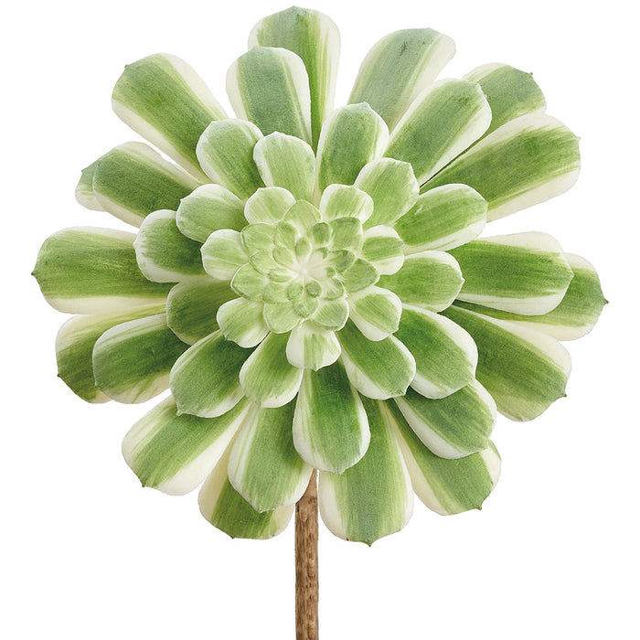5.5" Real Touch Emerald Ice Aeonium Succulent Artificial Stem Pick -Green/Variegated (Pack of 12) - CKA145-GR/VG
