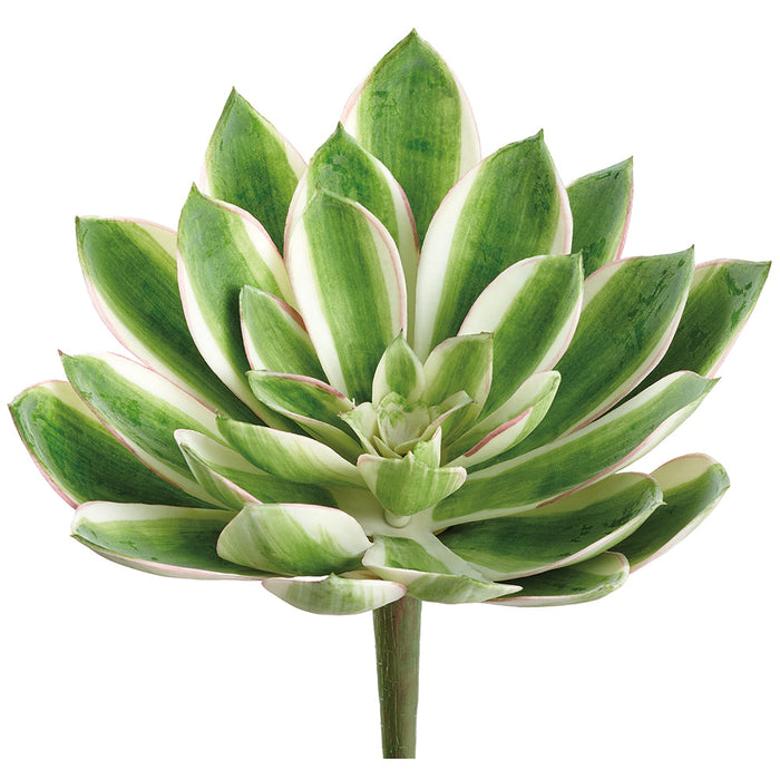 8" Real Touch Giant Aeonium Succulent Artificial Stem Pick -Green/Variegated (Pack of 12) - CKA147-GR/VG